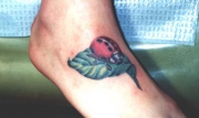 ladybug-147
