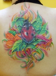ladybug2