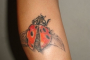 ladybug_tattoo_13