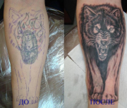 tatu-volk