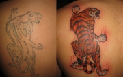 tigr-tatu