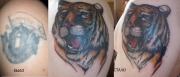 tigr