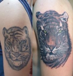 tigr_0