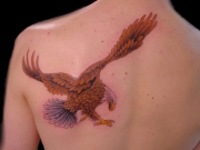 tatu-orel