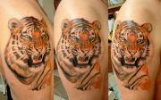 tigr-na-pleche