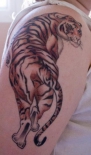 tigr