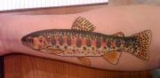 forel