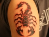 scorpion-tattoo-scorpion-tattoo-red-black