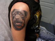 rotveyler