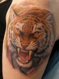 tigr-tatu
