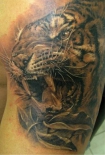 tigr