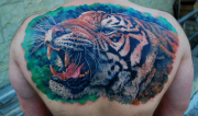 tigr