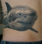 sharkside