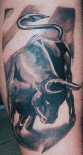 bull