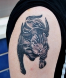 bull