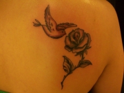 dove_rose
