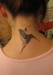 kolibri