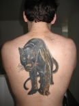 panther1