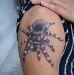 pauk-520x552
