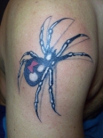 spider14