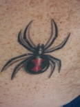 spider23