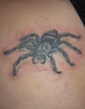 spider28