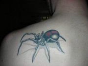 spidertarantualashouldersmallbackfrontanimal-tattoo-bits-sflashdesigns-tattoo-bits-picturesgalleryt6-gif