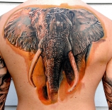 spina-tatu-slon
