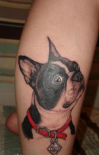 buldog