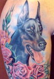 doberman
