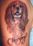 spaniel