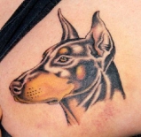 tatu-doberman