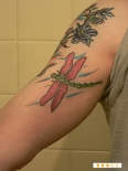 dragonfly0266546
