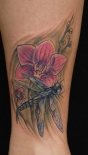 dragonflyorchid500