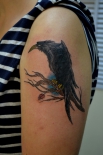 tatu_0