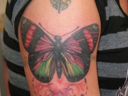 butterfly-20