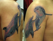 delfinyi