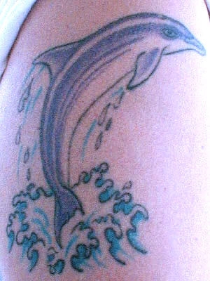 dolphin81