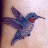 kolibri