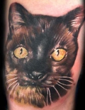 koshka-tatu_0