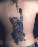 spina-tatu-kot