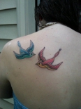swallows