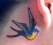 traditional-swallow
