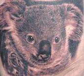 weiszkoala