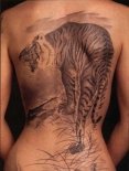 tigr