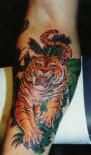 animaltiger12