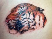 liontigertat34