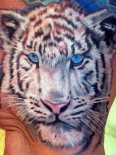 tigerweb2