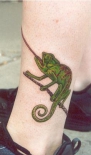 lizard41