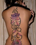 tatu-lotosa